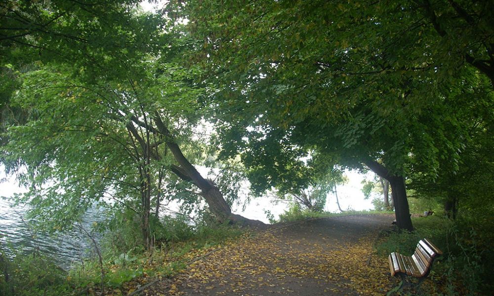 Waldweg Waldweg